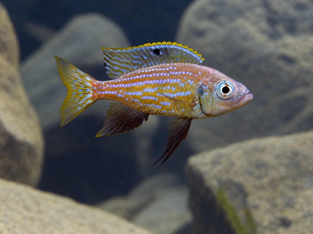 Aulonocranus dewindti 'Kasanga'